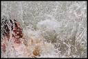 Splash